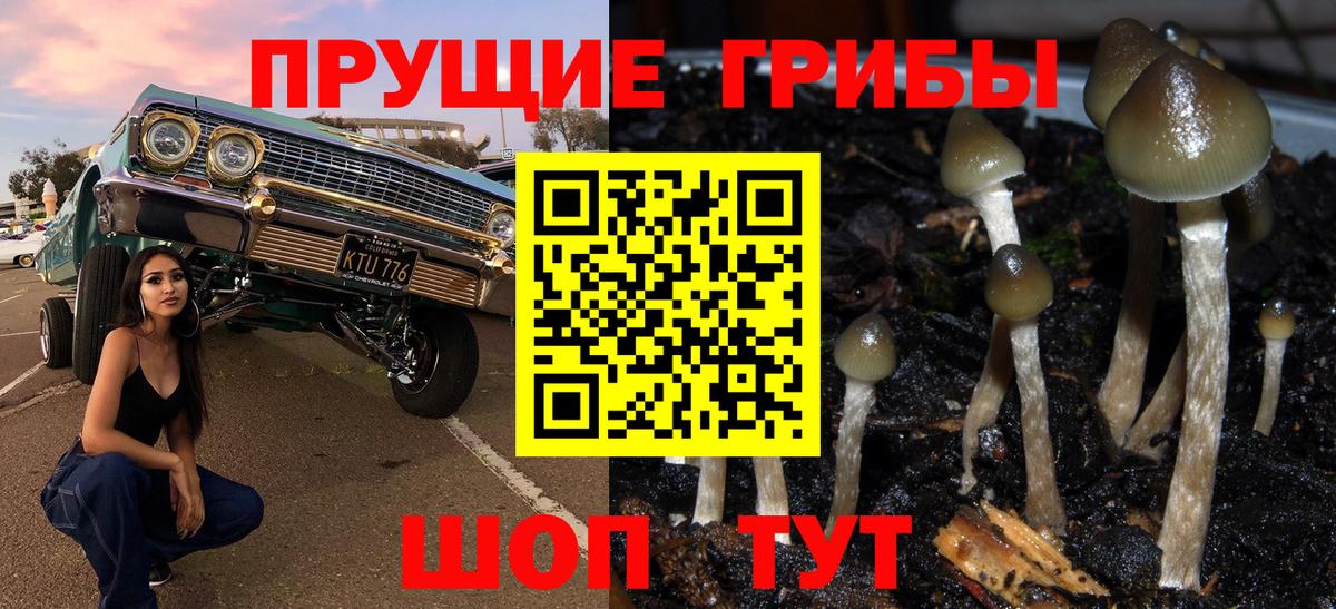 Отрадный  Псилоцибиновые грибы Psilocybe  Вход с VPN  Псилоцибиновые грибы GOLDEN TEACHER 